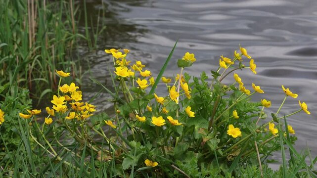 Marsh Marigolds, Caltha palustris, growing on the shore of Lake Bala. Spring. Wales.
