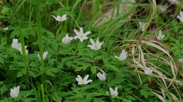 Wood Anemones, Anemonoides nemorosa, growing in hedgerow. Spring. Wales. UK