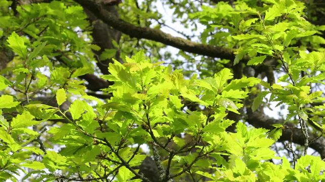 Young leaves growing on a Common or English Oak, Quercus robur in Spring. Wales. UK