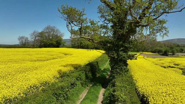 Beautiful rapeseed field in northern ireland near limavady drone view