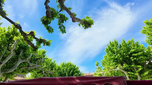 Green Plane Tree Leaves Against a Bright Blue Summer Sky in Cassis