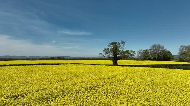 Rapessed Field in Limavady Northern Ireland on a sunny spring afternoon