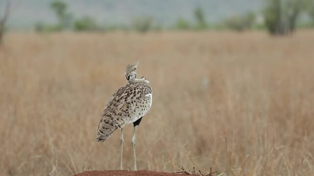 Wide shot of a black-bellied bustard standing on a termite mound calling Kruger National Park. Showing blurred dry grass and trees in the background.