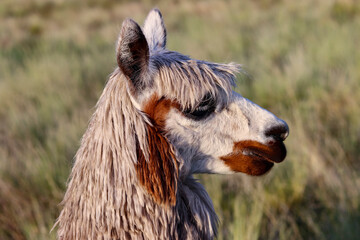Fototapeta premium Alpaca breeding process for wool production for clothing manufacturing