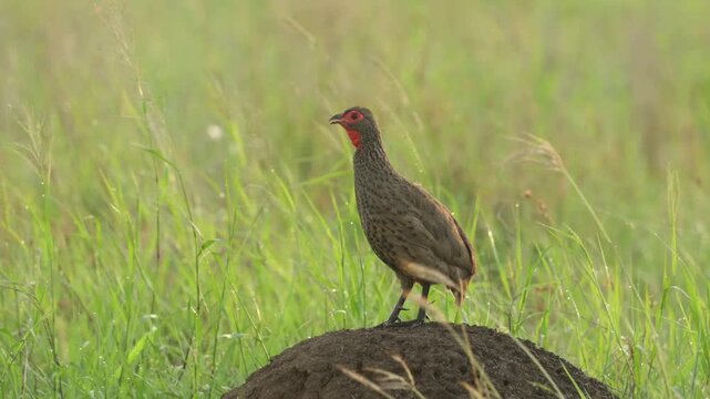 A Swainson's spurfowl standing on a termite mound in the green grassland and calling, Kruger National Park.
