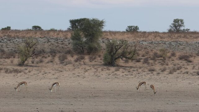 Wide shot of four springbok feeding on the vast dry plains of the Kgalagadi Transfrontier Park. with a sand dune and sky in the background.