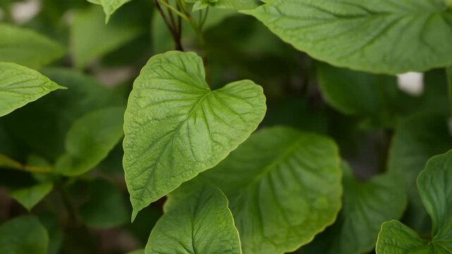 Leaf Heart Closeup. Botanist Observes Veined Green Leaves. Shaded Garden Reveals Layered Moist Foliage