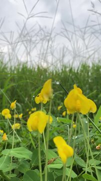 Handheld 4K vertical selective focus on Arachis pintoi. Yellow flowers and green foliage of pinto peanut ground cover in a garden. Perfect for nature, botany, and agricultural content.