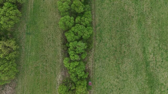 An aerial perspective captures a lush line of trees dividing vibrant green grass fields during the fresh spring season.