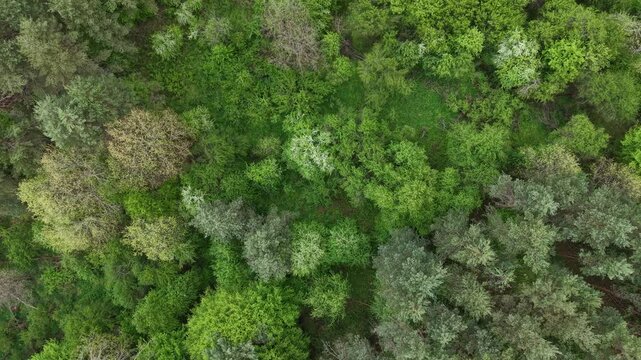 An overhead aerial view showcases a dense, vibrant forest canopy teeming with lush green foliage and varied tree types.