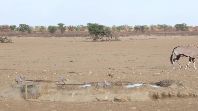 Wide shot of a gemsbok oryx antelopes walking in the background while birds are drinking at the waterhole in the foreground, Kgalagadi Transfrontier Park.