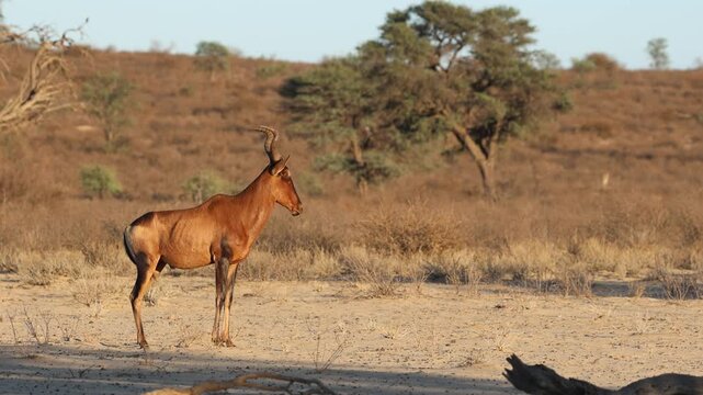 Wide shot of a red hartebeest antelope standing and looking into the distance alarm calling, Kgalagadi Transfrontier Park.