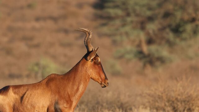 Medium shot of a red hartebeest antelope standing and looking to the side, Kgalagadi Transfrontier Park.