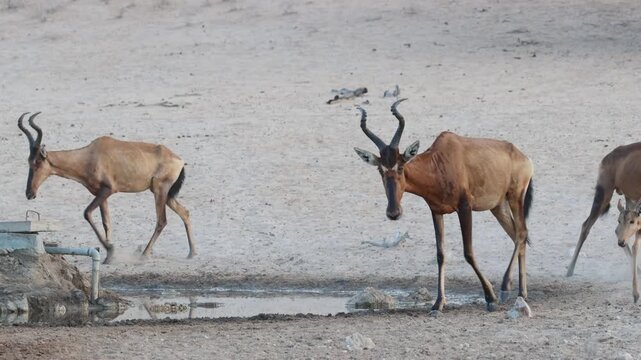 A herd of red hartebeests with a calf walking past a waterhole, Kgalagadi Transfrontier Park.