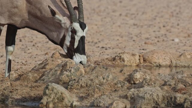 Medium closeup of a gemsbok oryx antelope's head while drinking at a waterholes, Kgalagadi Transfrontier Park.