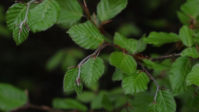 Beech leaves, Fagus sylvatica, Spring. Wales. UK