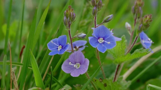 Closeup of bright blue Germander Speedwell flowers, Veronica chamaedrys. This native perennial flower is also know as Bird's Eye Speedwell.