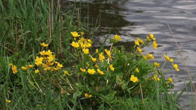 Marsh Marigold growing along the shores of Lake Bala in Wales. Snowdonia National Park. Gwynedd. Wales