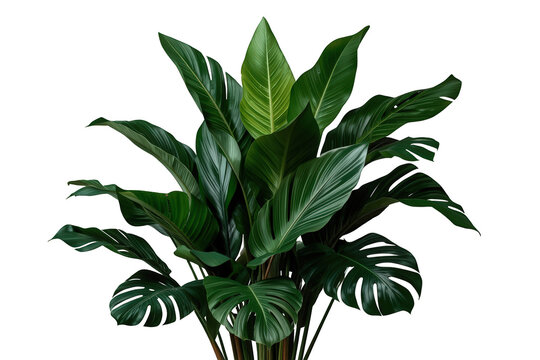 Lush composition of split-leaf monstera and vibrant tropical leaves against a transparent background, depicting exotic botany