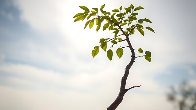 Young sapling bent by strong wind after storm, against clearing sky, resilient and hopeful mood.