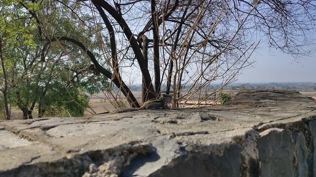 Cute Indian Palm Squirrel on Stone Wall Hinkargiri