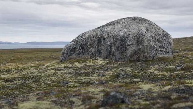 A massive glacial erratic rock embedded in a tundra landscape with lichen.