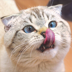 Fototapeta premium portrait of a cat