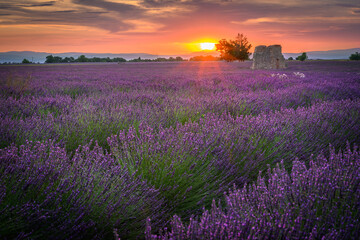 Fototapeta premium Beautiful landscape of lavender filed in Provence - France