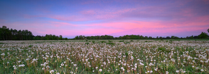 Fototapeta premium Beautiful spring sunrise over field full of dandelions