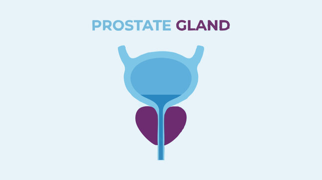 Prostate gland and bladder anatomy illustration for medical education and health concepts