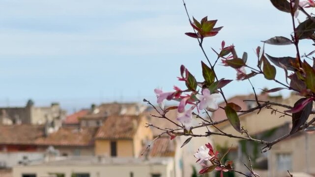 Pink Spring Blossoms Overlooking Terracotta Rooftops in Cassis France