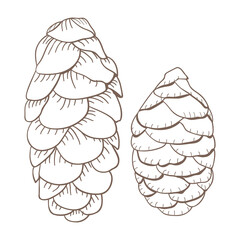Fototapeta premium Picea glauca pine cone sticker with a white border design element