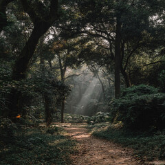 Obraz premium Sunbeams shining through dense tree canopy onto a dirt path winding through a deep dark scenic forest