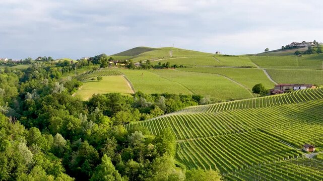 Aerial View of Rolling Green Vineyards in Piedmont Italy Countryside