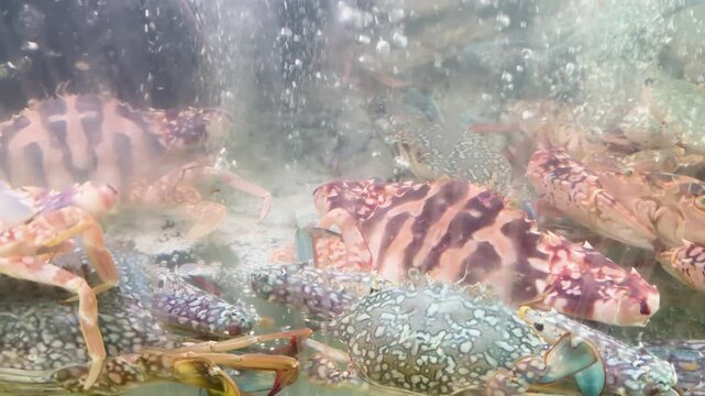 Live Striped Flower Crabs in an Aquarium at a Thailand Seafood Market