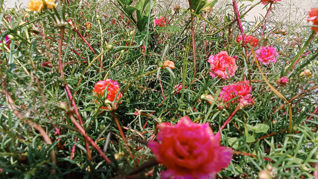 Field of pink portulaca flowers growing among green foliage