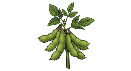 Green soybean pods on a stem with leaves illustration. © Michele