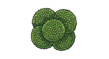 Green Spherical Plant Cluster Isolated on White Background. © Michele