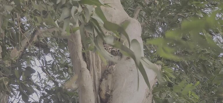 Two Small Owlets Peeking Out from a Tree Cavity with Leaves and Branches Swaying in the Breeze