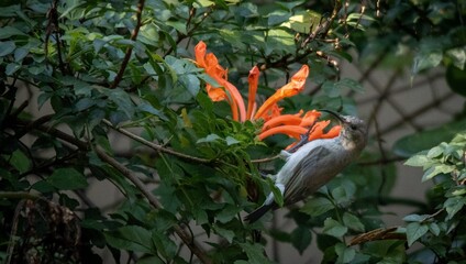 South African birds - a female white-bellied sunbird foraging for nectar on orange flowers in a garden © Richard