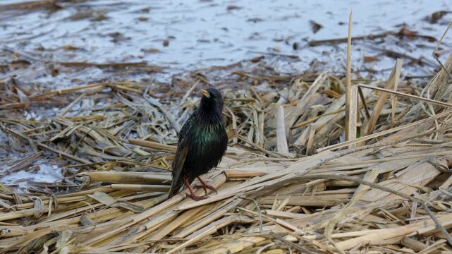 A common starling feeds among coastal vegetation