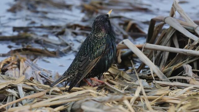 A common starling feeds among coastal vegetation