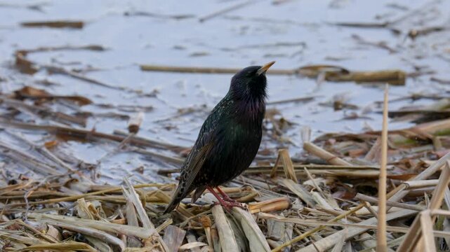A common starling feeds among coastal vegetation