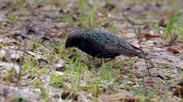 A common starling feeds among coastal vegetation