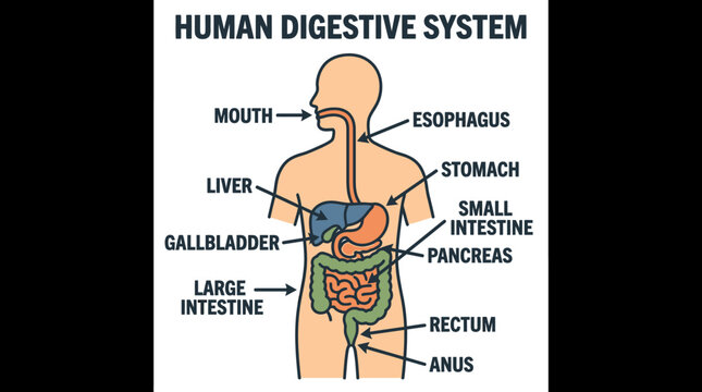 Detailed and colorful anatomical depiction of the human digestive system, showcasing the mouth, esophagus, stomach, liver, small and large intestines, rectum, anus, pancreas, and gallbladder