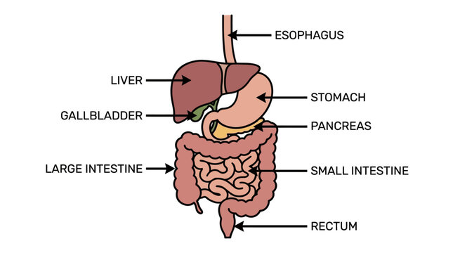 Detailed and labeled diagram of the human digestive system, showcasing the esophagus, liver, stomach, gallbladder, pancreas, large and small intestines, and the rectum against a simple white