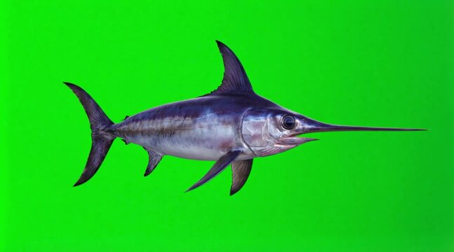 Fish Video of a swordfish are swimming on the green screen background