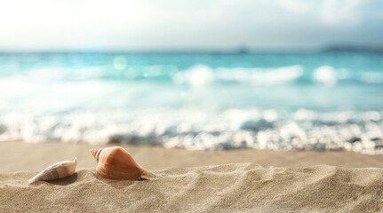 Fototapeta premium Seashells on Sunny Tropical Beach