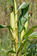 Fototapeta premium Close-up of developing corn plant showing leaves, tassels, and young ears