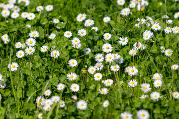 Field of common daisies (Bellis perennis) growing wild in green grass © schankz